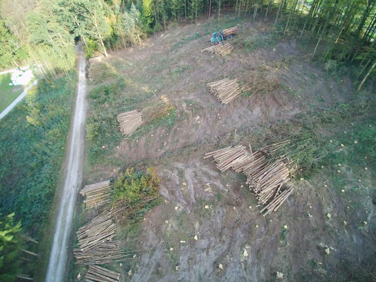 Forwarder beim Rücken im Käferholzschlag